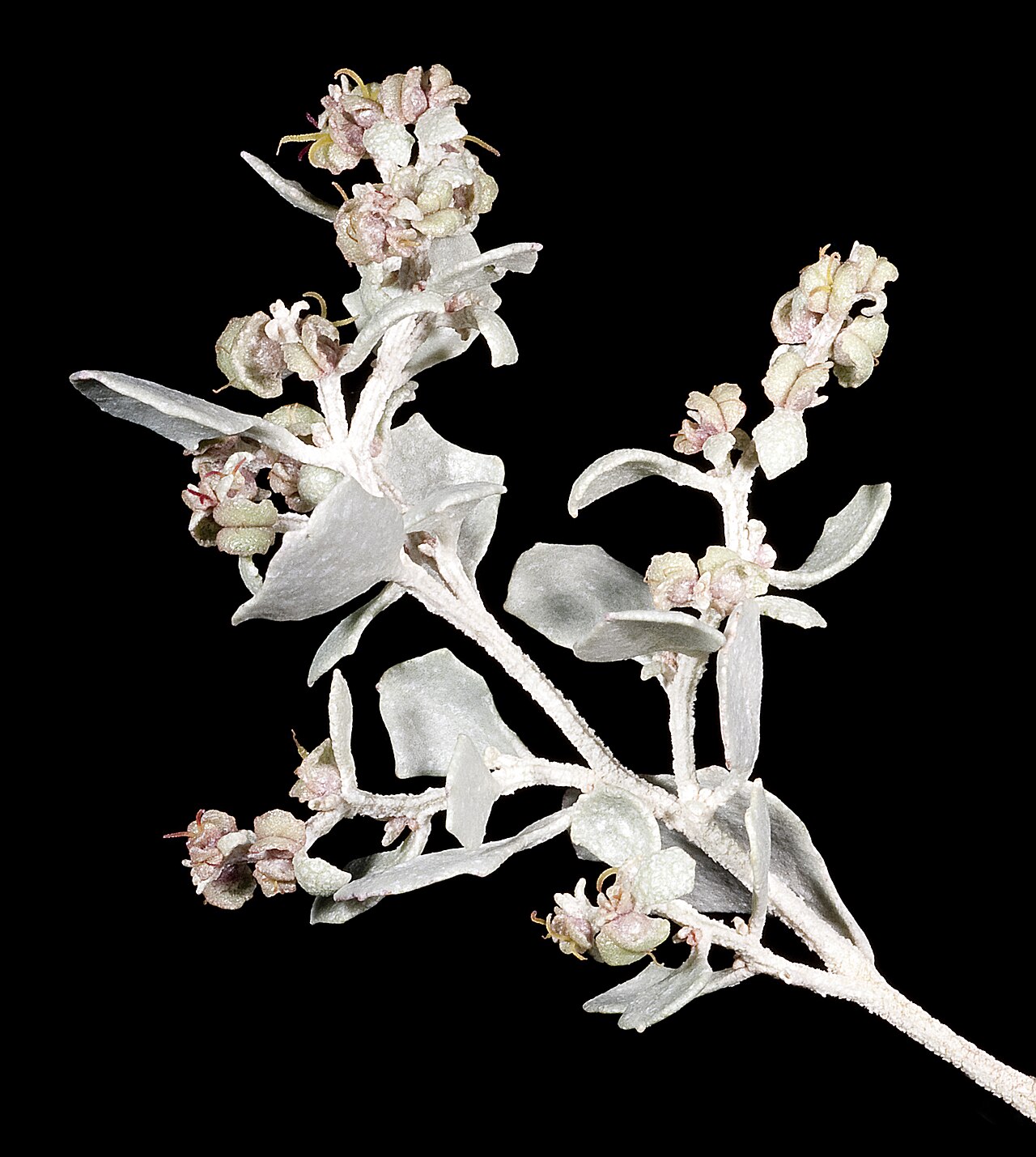 Bluegreen saltbush: KRT4171