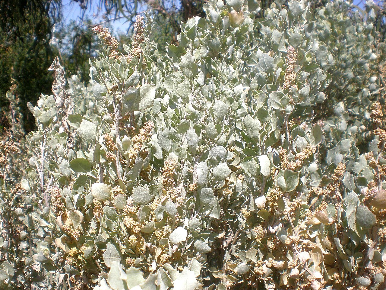Bluegreen saltbush: Jardín Botánico de Barcelona.