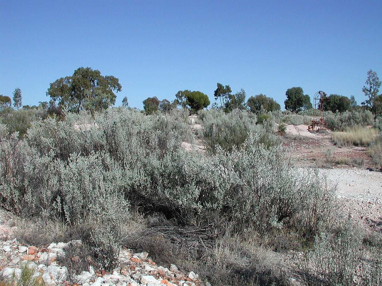 Bluegreen saltbush: Atriplex nummularia – Old Man Saltbush