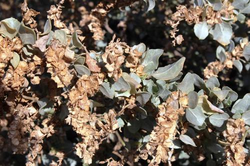 Bluegreen saltbush (Atriplex nummularia)