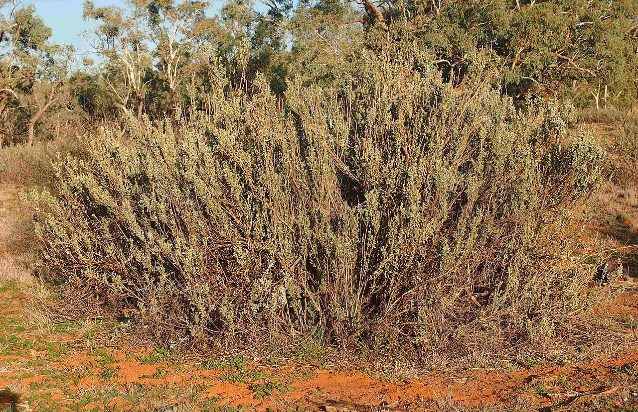 Bluegreen saltbush: Atriplex nummularia