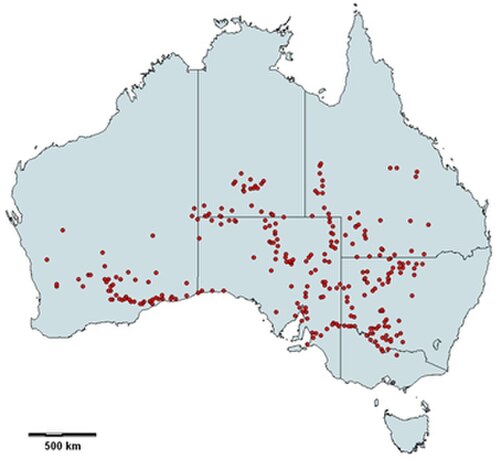 Bluegreen saltbush: Australian distribution map of Oldman Saltbush