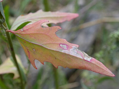 Spear saltbush: The leaves are spear-shaped with typically with coarsely serrate margins.