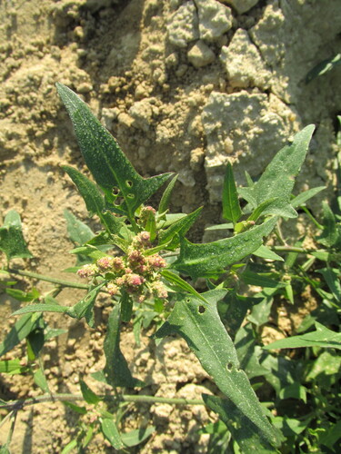 Spear saltbush (Atriplex patula)