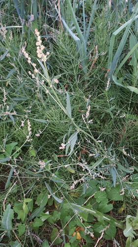 Spear saltbush (Atriplex patula)