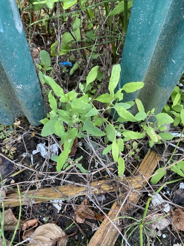 Spear saltbush (Atriplex patula)