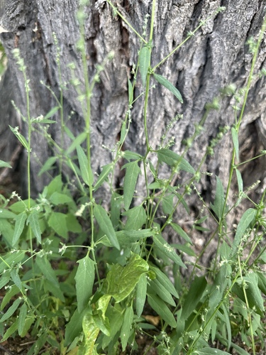 Spear saltbush (Atriplex patula)