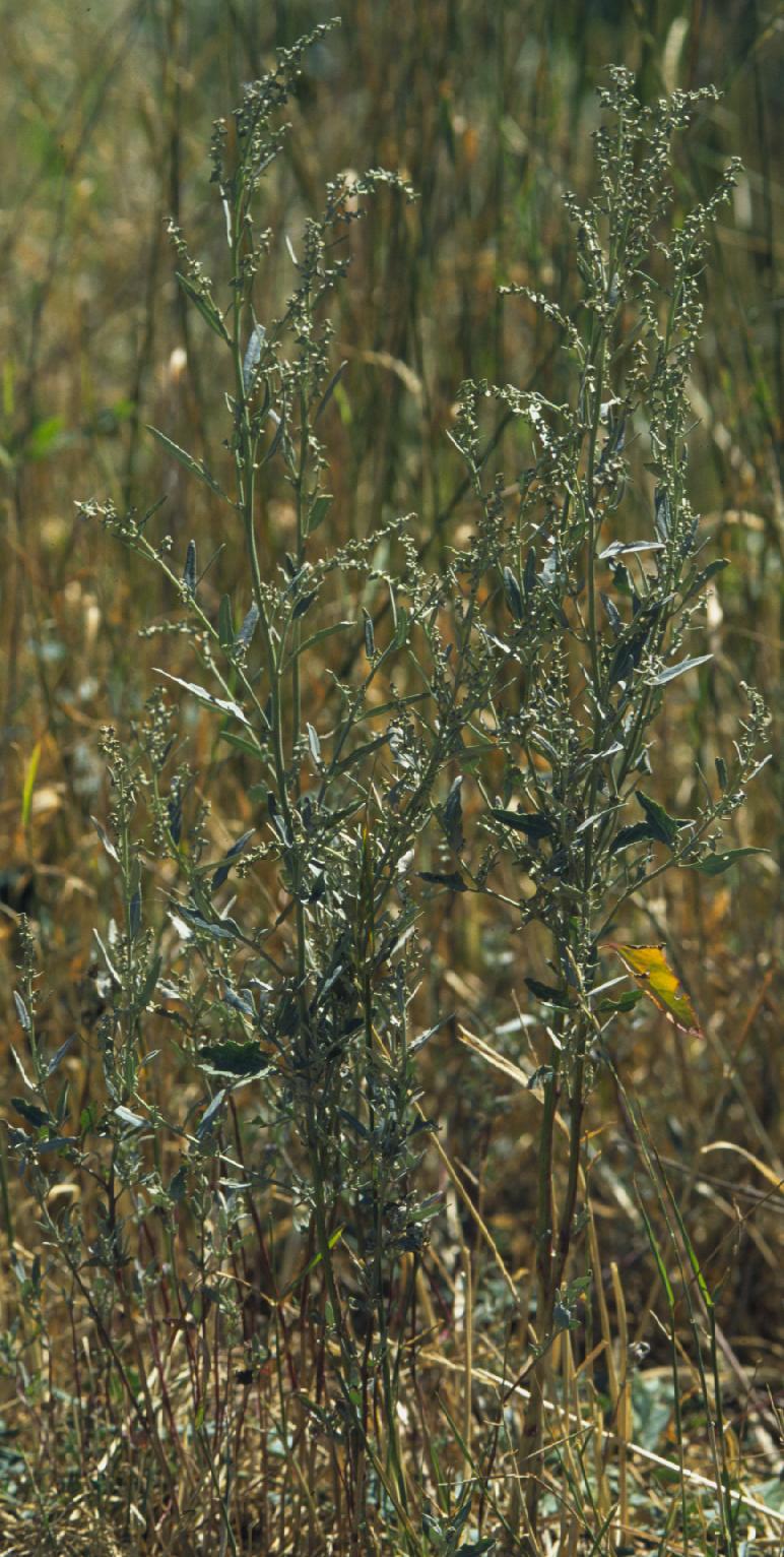 Spear saltbush: The laterally flattened (bilaterally symmetric) flowers are congested on a terminal diffuse panicle and covered with the gray mealy hairs characteristic of chen