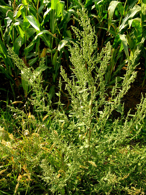 Spear saltbush: Atriplex patula growing near the corn field