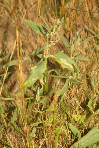 Spear saltbush (Atriplex patula)