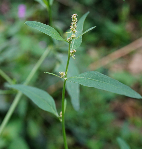 Spear saltbush (Atriplex patula)