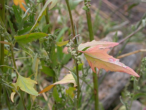 Spear saltbush: The leaves are spear-shaped with typically with coarsely serrate margins.