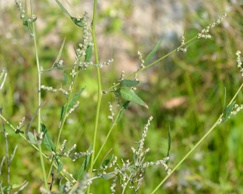 Spear saltbush (Atriplex patula)