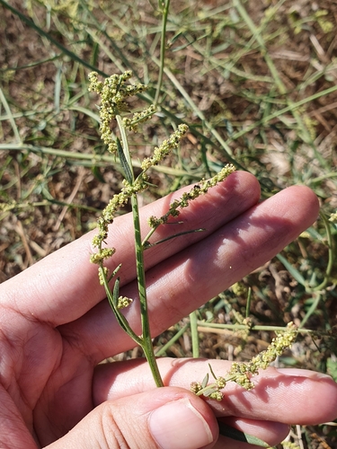 Spear saltbush (Atriplex patula)