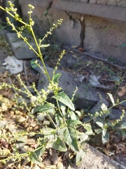 Fat-hen (Atriplex prostrata)