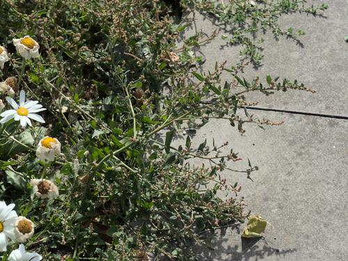 Fat-hen (Atriplex prostrata)