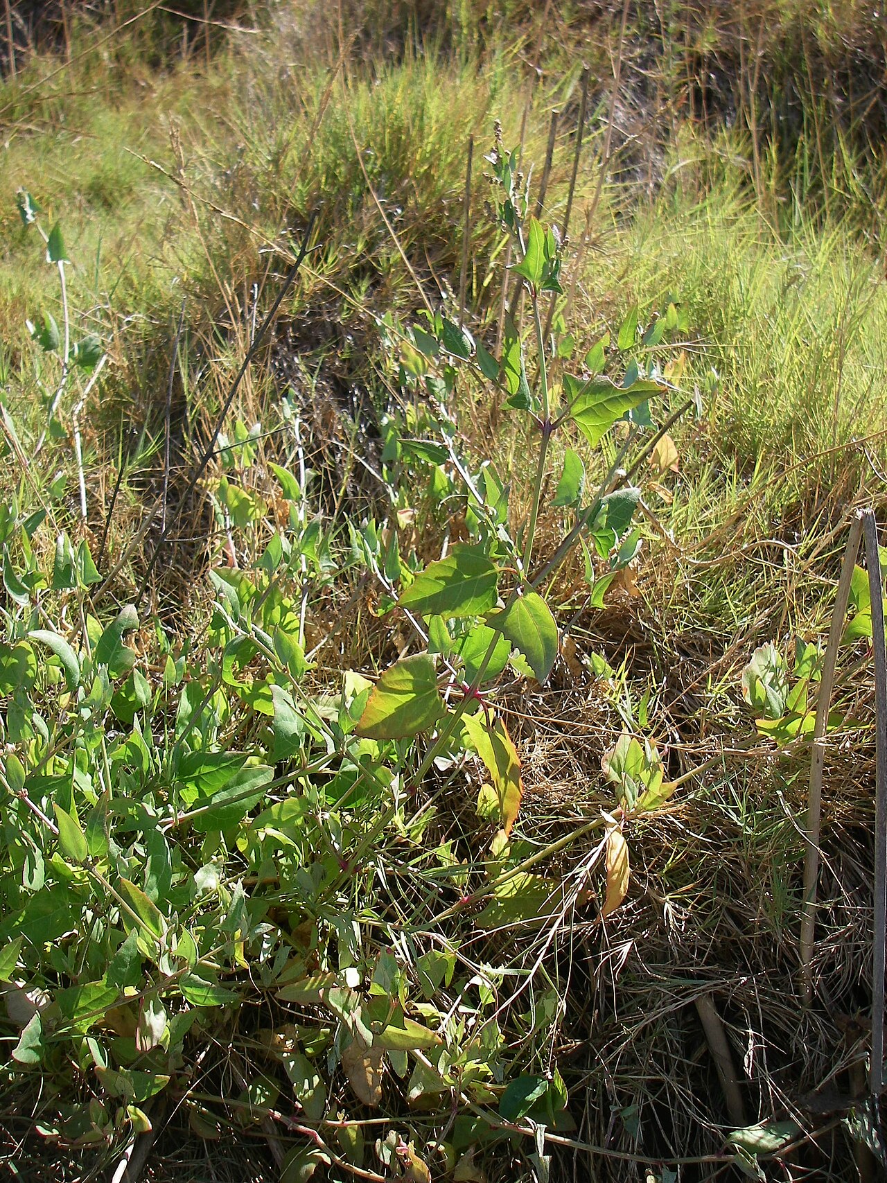 Fat-hen: another view of A. triangularis, this time on land