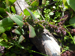 Fat-hen (Atriplex prostrata)