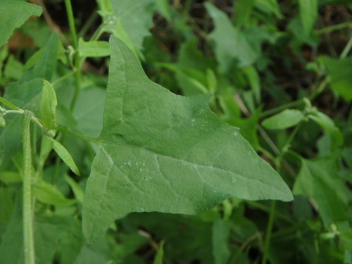 Fat-hen (Atriplex prostrata)