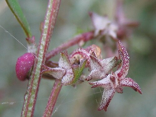 Fat-hen: Spieß-Melde Atriplex prostrata , Wismarbucht