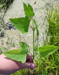 Fat-hen (Atriplex prostrata)