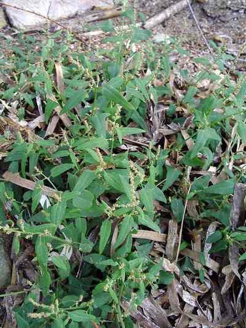 Fat-hen: Atriplex prostrata subsp. latifolia (Wahlenb.) Rauschert.