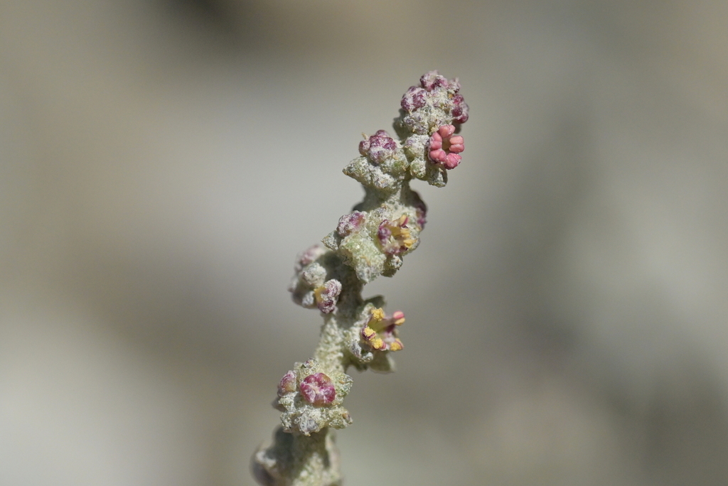 Fat-hen (Atriplex prostrata)
