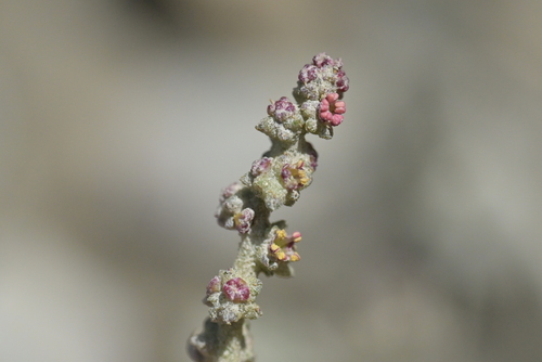 Fat-hen (Atriplex prostrata)