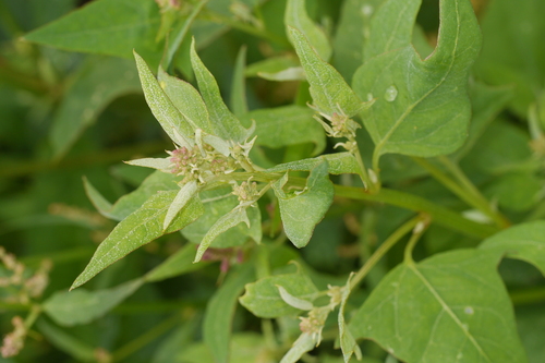 Fat-hen (Atriplex prostrata)