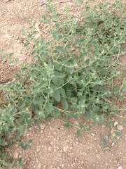 Tumbling saltweed (Atriplex rosea)