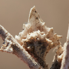 Tumbling saltweed (Atriplex rosea)