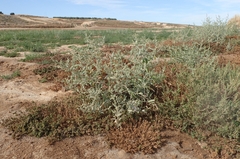 Tumbling saltweed (Atriplex rosea)