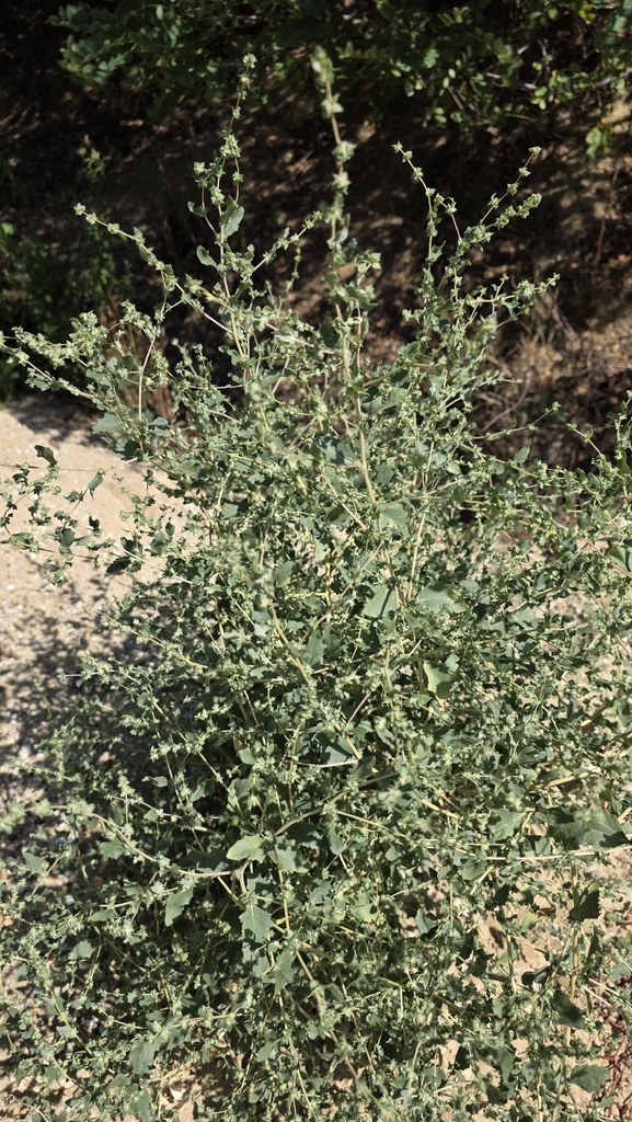 Tumbling saltweed (Atriplex rosea)