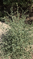 Tumbling saltweed (Atriplex rosea)