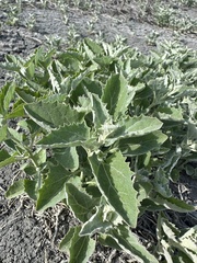 Tumbling saltweed (Atriplex rosea)