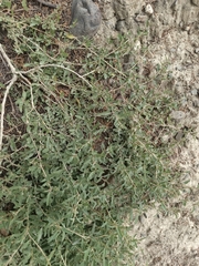 Tumbling saltweed (Atriplex rosea)