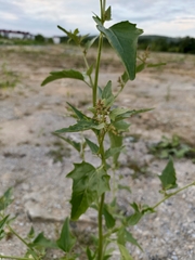 Hoary orache (Atriplex sagittata)
