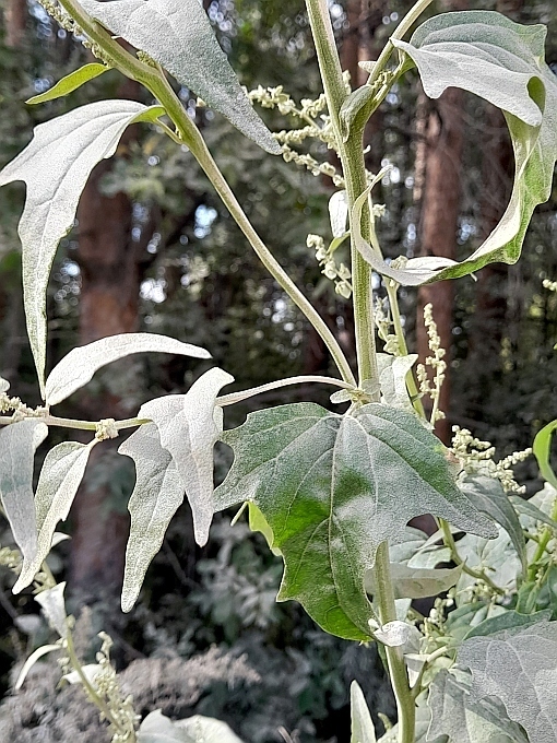 Hoary orache (Atriplex sagittata)