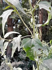 Hoary orache (Atriplex sagittata)