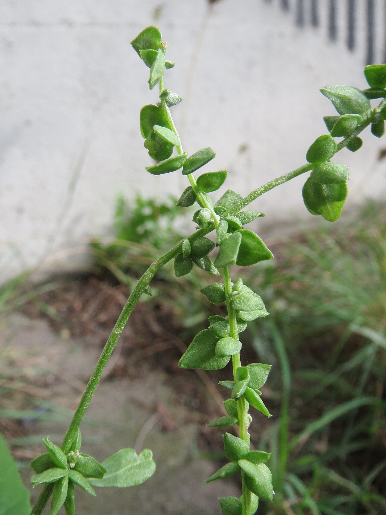 Hoary orache: Glanz-Melde ( Atriplex sagittata ) an der A61 bei Hockenheim