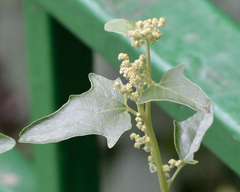 Hoary orache (Atriplex sagittata)