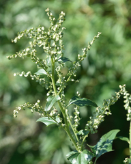 Hoary orache (Atriplex sagittata)