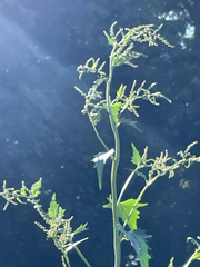Hoary orache (Atriplex sagittata)