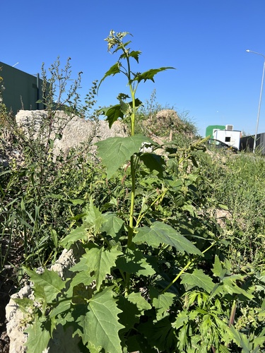 Hoary orache (Atriplex sagittata)