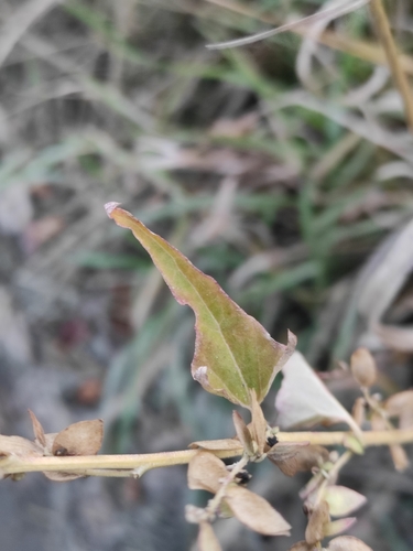 Hoary orache (Atriplex sagittata)