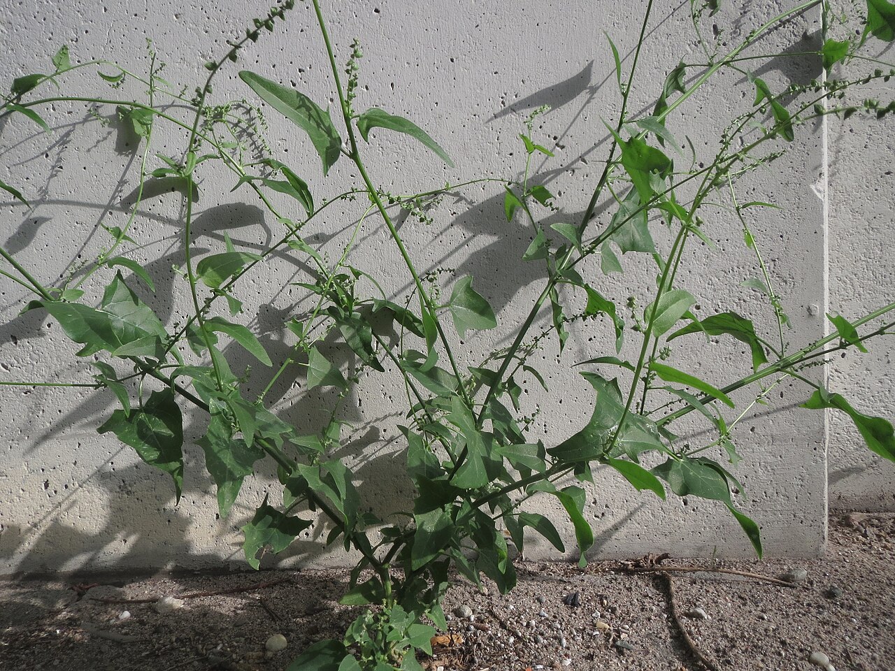 Hoary orache: Glanz-Melde ( Atriplex sagittata ) an der A61 bei Hockenheim