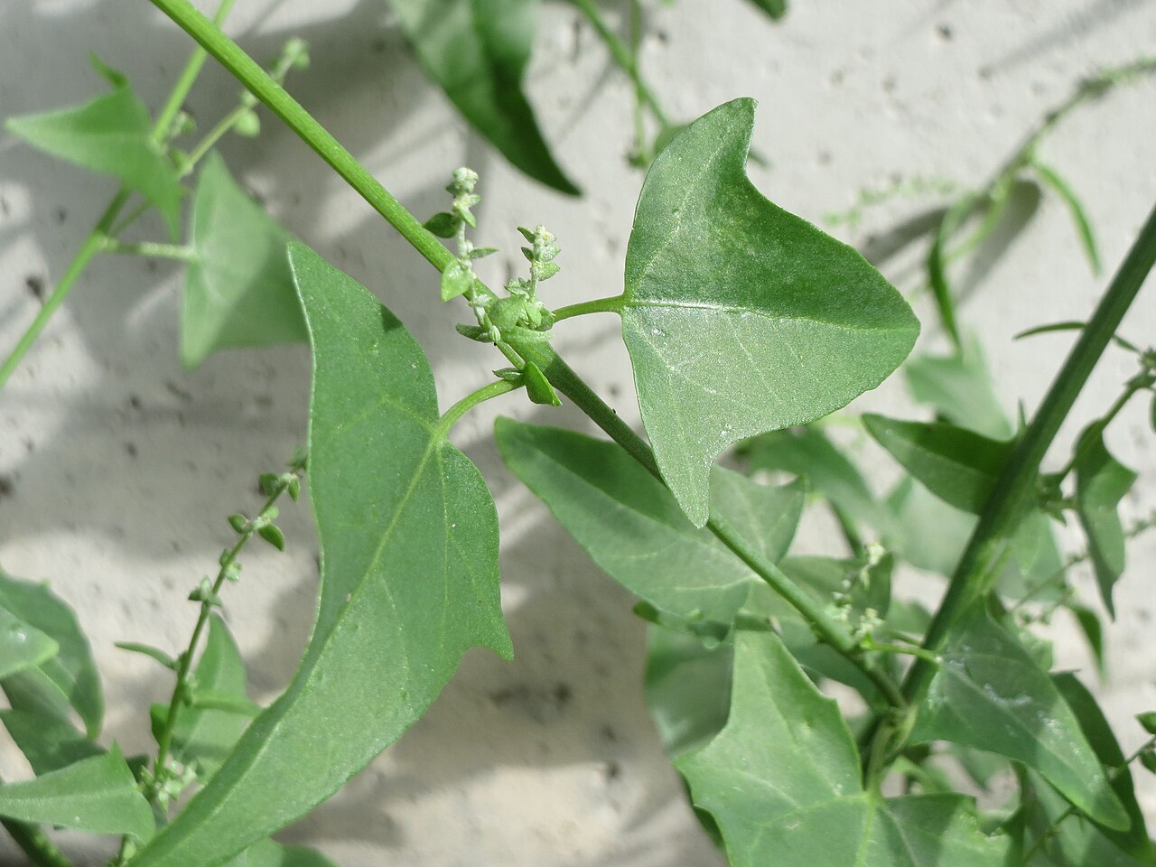 Hoary orache: Glanz-Melde ( Atriplex sagittata ) an der A61 bei Hockenheim