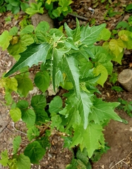 Hoary orache (Atriplex sagittata)