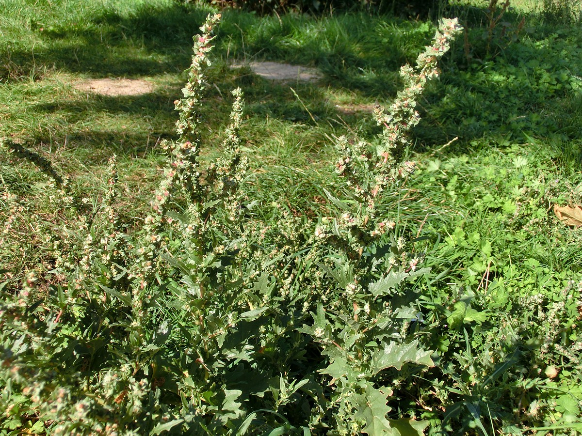 Tatarian orache: Atriplex tatarica , habitus. Germany, east of Halle (Saale), parking place at highway A9 (Sachsen-Anhalt/Sachsen).