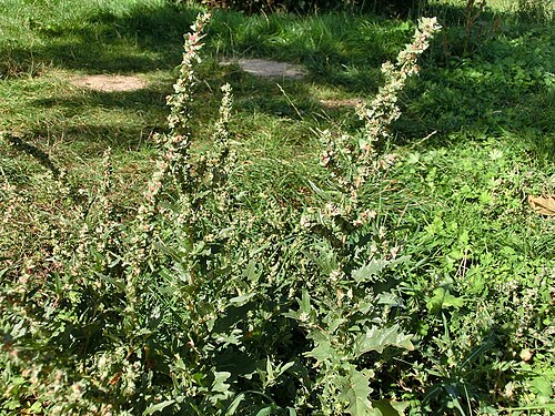 Tatarian orache: Atriplex tatarica , habitus. Germany, east of Halle (Saale), parking place at highway A9 (Sachsen-Anhalt/Sachsen).
